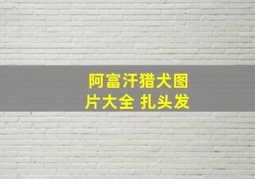 阿富汗猎犬图片大全 扎头发